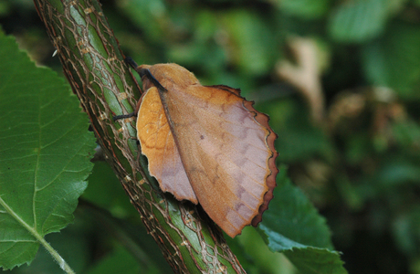 Kupferglucke (Gastropacha quercifolia ) - © Leo Kuzmits